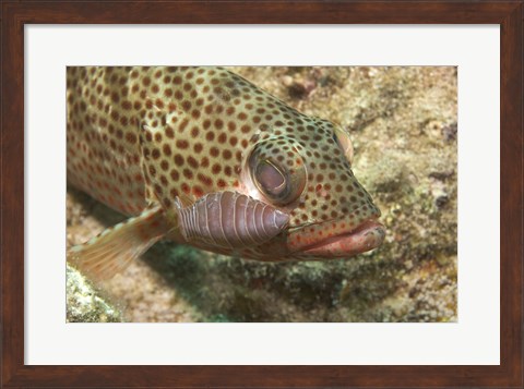 Framed Red Hind Fish with spots Print