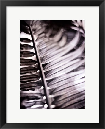 Framed Silvery Frond I Print