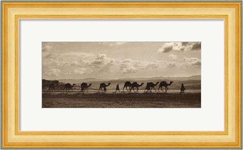 Framed Egyptian Camel Transport Print