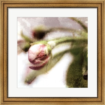 Framed Apple Blossom III Print
