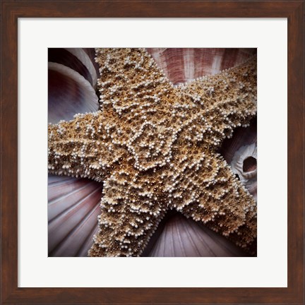 Framed Macro Shells I Print