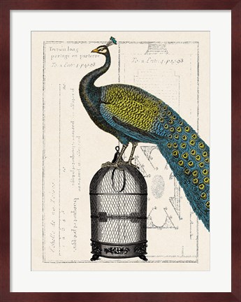 Framed Peacock Birdcage II Print