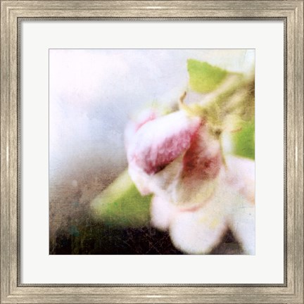 Framed Apple Blossom II Print