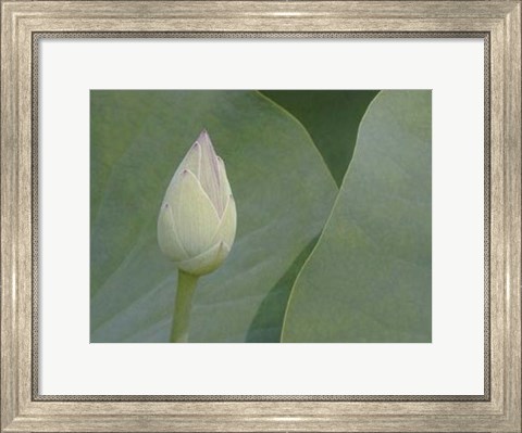 Framed Lotus Detail VII Print