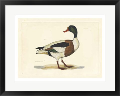 Framed Duck II Print