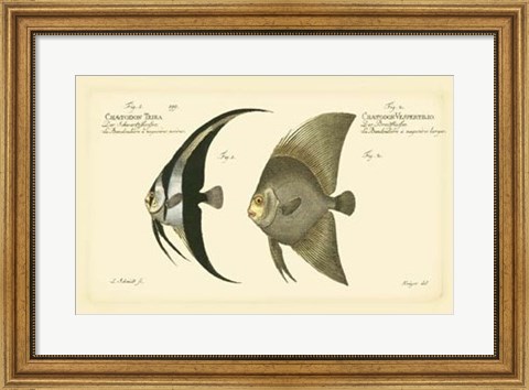 Framed Antique Fish IV Print