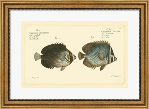 Framed Antique Fish V Print