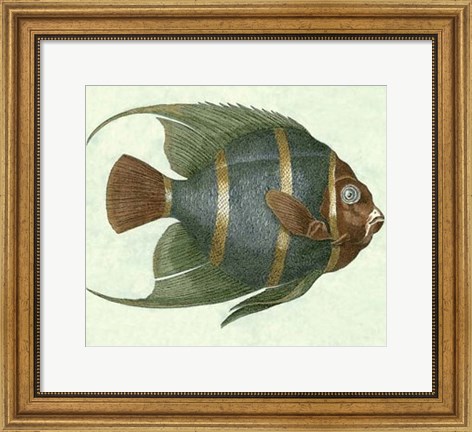 Framed Angel Fish I Print
