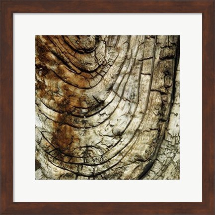 Framed Nature&#39;s Textures III Print