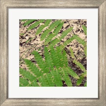 Framed Shady Grove V Print