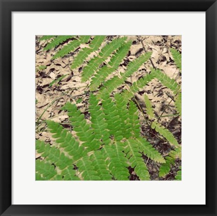 Framed Shady Grove V Print