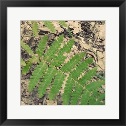 Framed Shady Grove VI Print