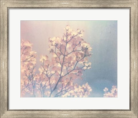 Framed Flowering Dogwood I Print