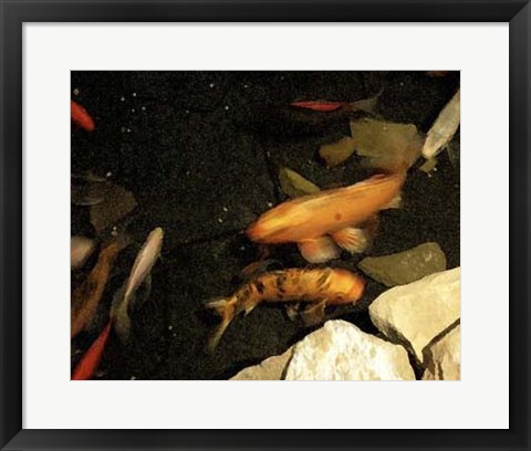 Framed Goldfish Pond I Print