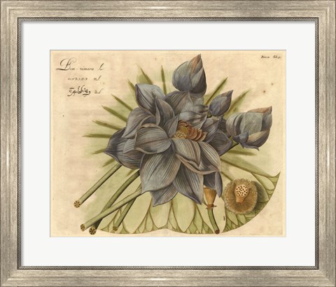 Framed Blue Lotus Flower II Print