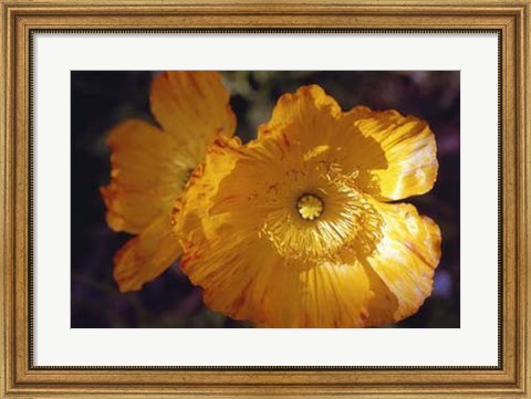 Framed Descanso Poppies Print
