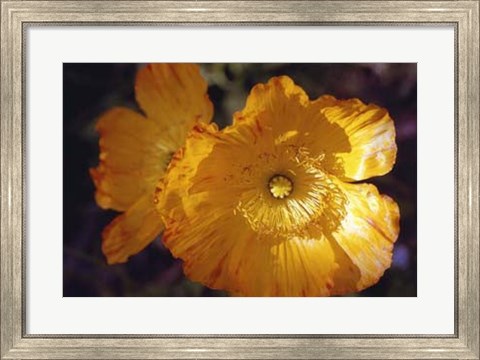 Framed Descanso Poppies Print