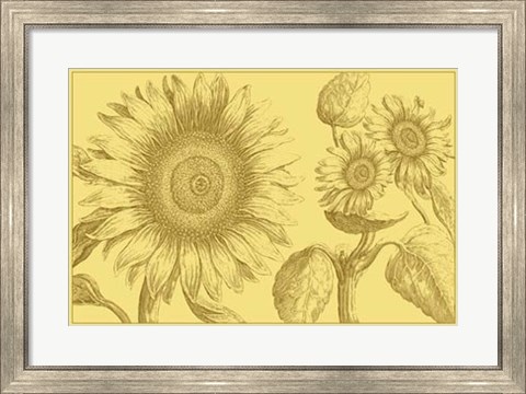 Framed Golden Sunflowers II Print