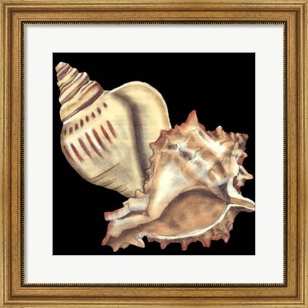 Framed Tandem Shells I Print