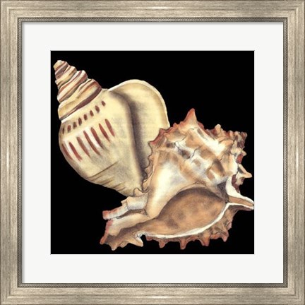 Framed Tandem Shells I Print