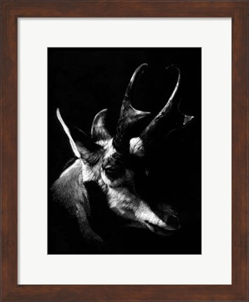 Framed Wildlife Scratchboards II Print