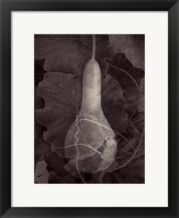 Framed Gourd III Print