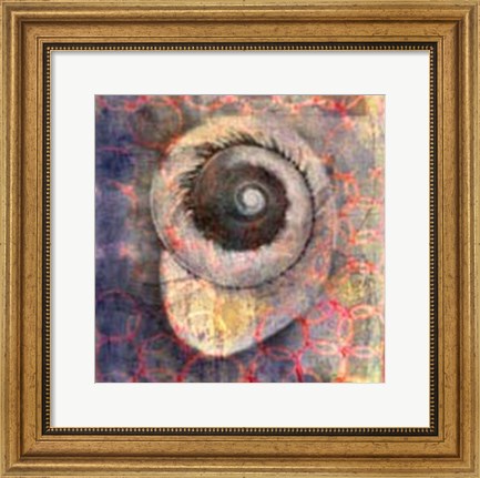 Framed Seashell-Snail Print