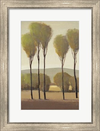 Framed Tall Birches II Print
