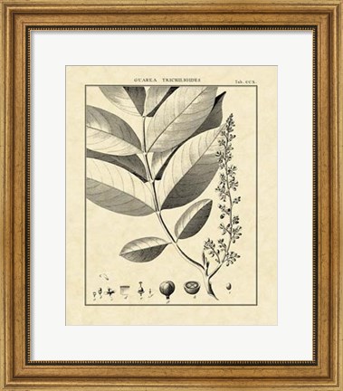 Framed Vintage Botanical Study VI Print