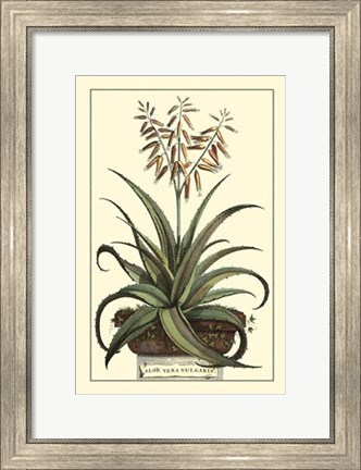 Framed Antique Munting Aloe III Print