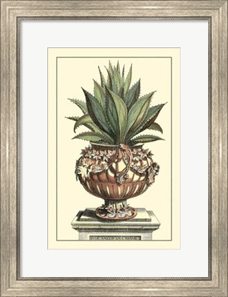 Framed Antique Munting Aloe IV Print