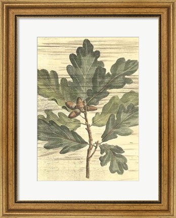 Framed Weathered Oak Leaves I Print