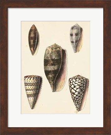 Framed Antique Diderot Shells IV Print