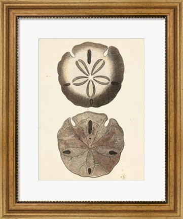 Framed Antique Diderot Shells V Print
