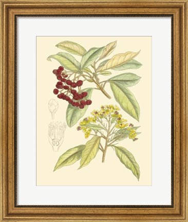 Framed Berries &amp; Blossoms I Print