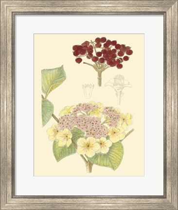 Framed Berries &amp; Blossoms V Print