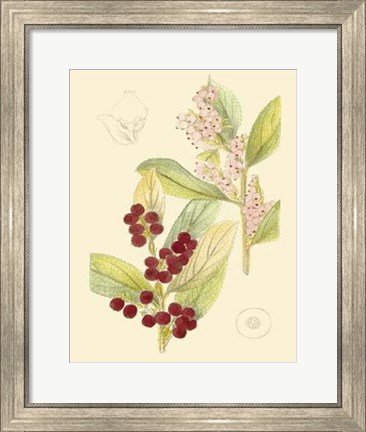 Framed Berries &amp; Blossoms VI Print