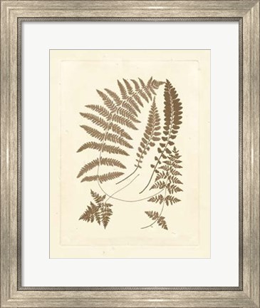 Framed Sepia Ferns II Print