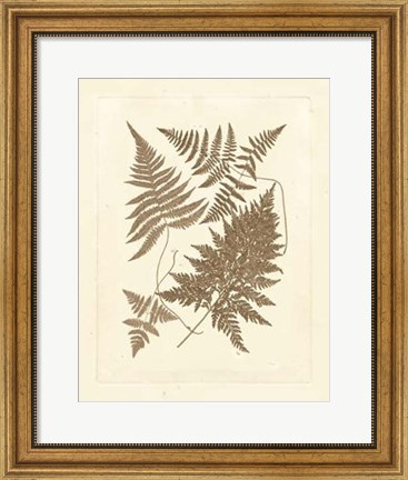 Framed Sepia Ferns VI Print