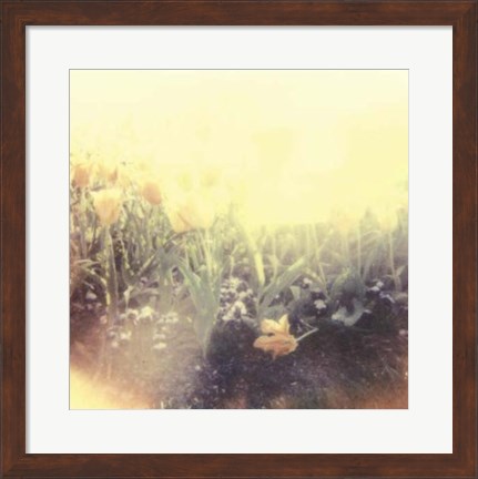 Framed Tulipa Exposta IV Print