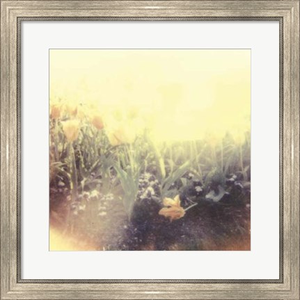 Framed Tulipa Exposta IV Print