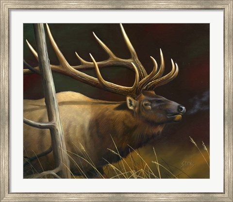 Framed Elk Portrait II Print