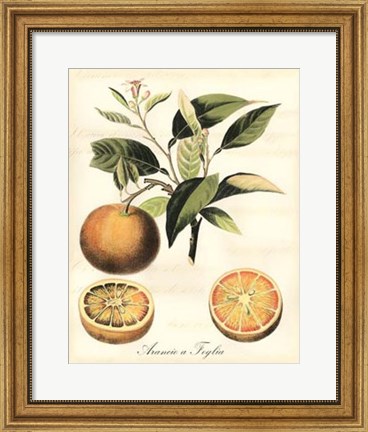 Framed Tuscan Fruits III Print