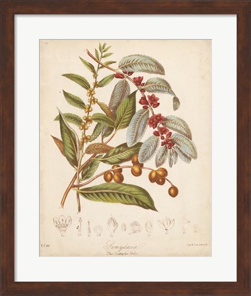 Framed Botanicals VIII Print