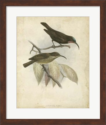 Framed Antique Gould Hummingbird I Print