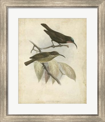 Framed Antique Gould Hummingbird I Print