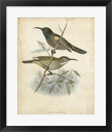 Framed Antique Gould Hummingbird IV Print