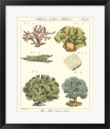 Framed Coral Classification II Print