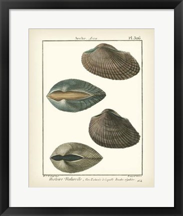 Framed Arche Shells, Pl.306 Print