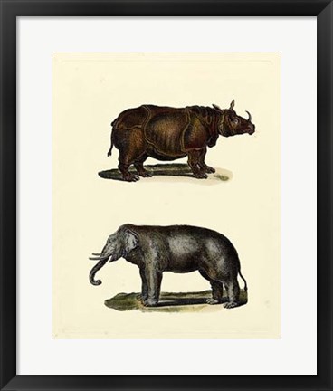 Framed Animal Studies IV Print